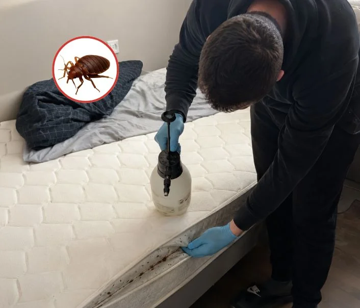 Technicien traitant un matelas contre les punaises de lit à Valenton